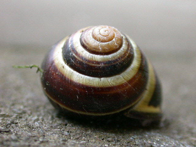 Cepaea (Cepaea) nemoralis (Linnaeus, 1758)